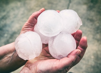 hands holding several large pieces of hail